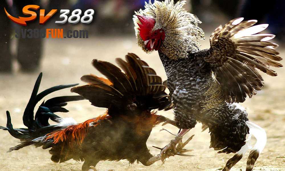 Những ưu điểm của một trang web chơi game đạt chuẩn St666 là gì? - St666