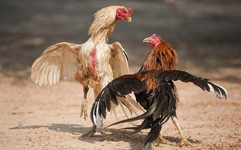 Những câu hỏi thường gặp nhất khi chơi game tại sòng bạc đạt chuẩn K8 - K8